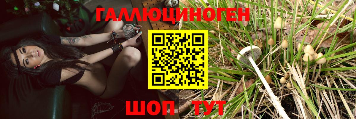 Псилоцибиновые грибы Cubensis  Вход с VPN  Майкоп 